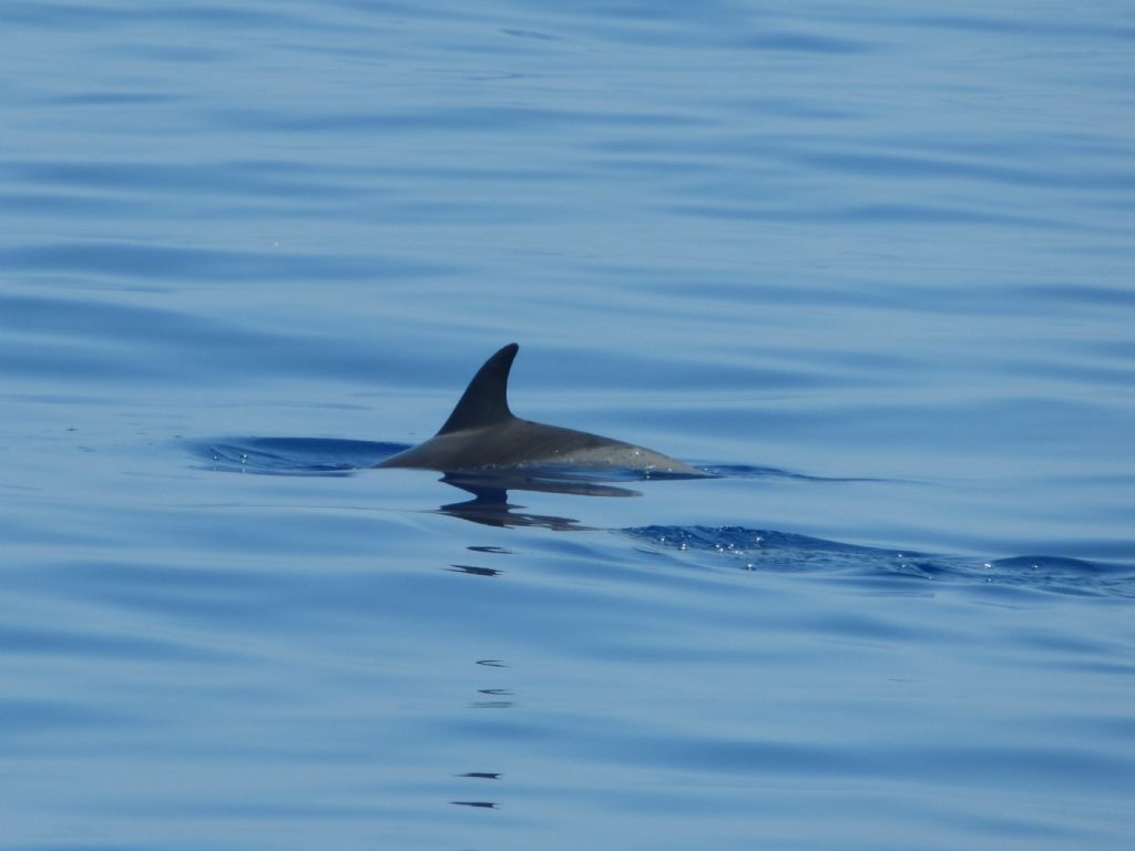 Stenelle striate nel Mar ligure